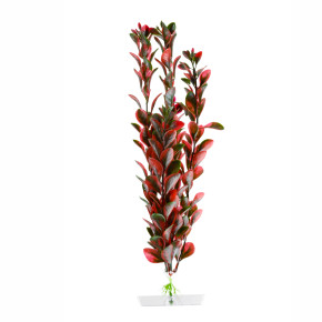 JK Akvarijná rastlina Red Ludwigia 25-28 cm