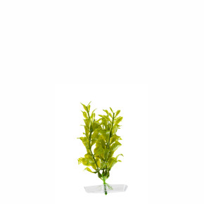 JK Akvarijná rastlina Hygrophila 13-16 cm