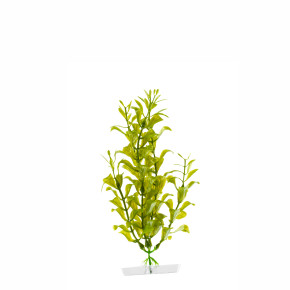 JK Akvarijná rastlina Hygrophila 18-21 cm