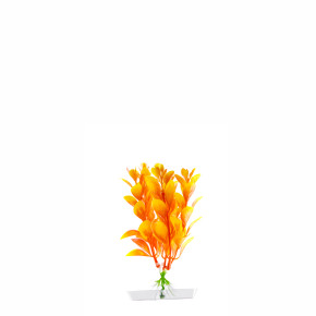 JK Akvarijná rastlina Orange Ludwigia 13-16 cm