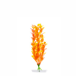 JK Akvarijná rastlina Orange Ludwigia 18-21 cm
