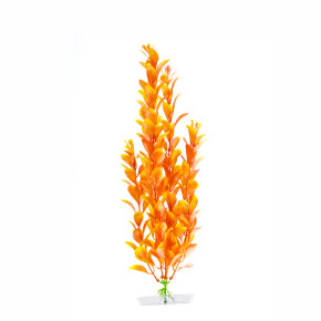JK Akvarijná rastlina Orange Ludwigia 25-28 cm