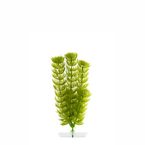 JK Akvarijná rastlina Anacharis 18-21 cm
