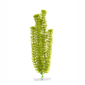 JK Akvarijná rastlina Anacharis 38-43 cm