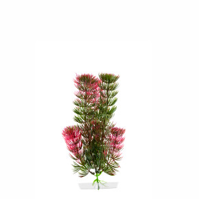 JK Akvarijná rastlina Red Anacharis 18-21 cm