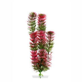 JK Akvarijná rastlina Red Anacharis 25-28 cm