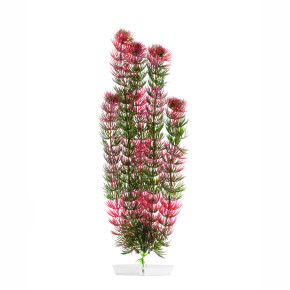 JK Akvarijná rastlina Red Anacharis 38-43 cm