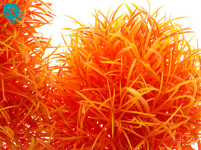 JK ANIMALS Akvarijná rastlinka Orange Hygro 16 cm | © copyright jk animals, všetky práva vyhradené
