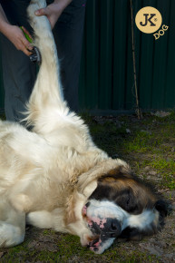 JK ANIMALS Kefa pro psy samočistiaca, jemné drôtiky | © copyright jk animals, všetky práva vyhradené